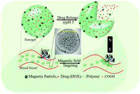 Graphical abstract: Magnetic particle ornamented dual stimuli responsive nanogel for controlled anticancer drug delivery