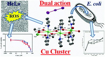 Graphical abstract: Synthesis of a new acetate bridged Cu(ii) building block generated 1D polymer and studies on structural, magnetic, antibacterial and anticancer properties
