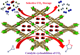 Graphical abstract: Construction of a 3D porous Co(ii) metal–organic framework (MOF) with Lewis acidic metal sites exhibiting selective CO2 capture and conversion under mild conditions