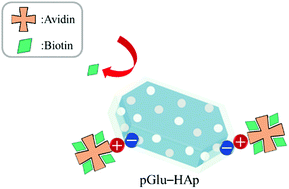 Graphical abstract: Avidin-adsorbed peptide–calcium phosphate composites exhibiting high biotin-binding activity