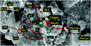 Graphical abstract: Impact of individual flue gas components on mercury oxidation over a V2O5–MoO3/TiO2 catalyst