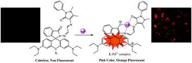 Graphical abstract: A colorimetric and “off–on” fluorescent Pd2+ chemosensor based on a rhodamine-ampyrone conjugate: synthesis, experimental and theoretical studies along with in vitro applications