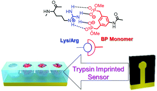Graphical abstract: Bisphosphonate ligand mediated ultrasensitive capacitive protein sensor: complementary match of supramolecular and dynamic chemistry
