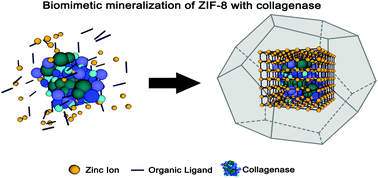 Graphical abstract: Encapsulation of collagenase within biomimetically mineralized metal–organic frameworks: designing biocomposites to prevent collagen degradation