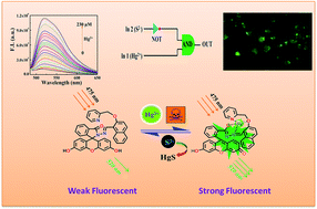 Graphical abstract: A fluorescein-based chemosensor for “turn-on” detection of Hg2+ and the resultant complex as a fluorescent sensor for S2− in semi-aqueous medium with cell-imaging application: experimental and computational studies