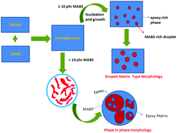 Graphical abstract: Epoxy/methyl methacrylate acrylonitrile butadiene styrene (MABS) copolymer blends: reaction-induced viscoelastic phase separation, morphology development and mechanical properties