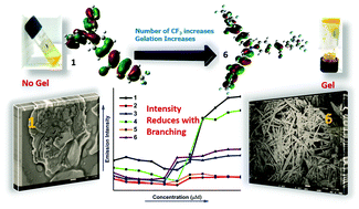 Graphical abstract: Branching effect on triphenylamine-CF3 cyanostilbenes: enhanced emission and aggregation in water