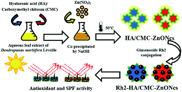Graphical abstract: Synthesis of hyaluronic acid or O-carboxymethyl chitosan-stabilized ZnO–ginsenoside Rh2 nanocomposites incorporated with aqueous leaf extract of Dendropanax morbifera Léveille: in vitro studies as potential sunscreen agents