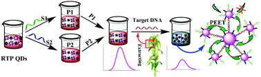 Graphical abstract: Detection of specific DNA sequences in Maize (Zea mays L.) based on phosphorescent quantum-dot exciton energy transfer