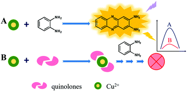 Graphical abstract: A convenient fluorescent assay for quinolones based on their inhibition towards the oxidase-like activity of Cu2+