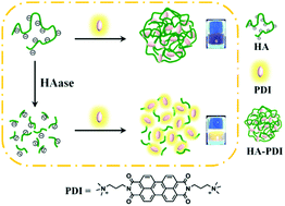 Graphical abstract: A label-free and fluorescence turn-on assay for sensitive detection of hyaluronidase based on hyaluronan-induced perylene self-assembly