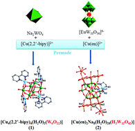 Graphical abstract: Two isopolytungstate compounds based on rare [W6O22]8− and [H2W12O42]10− fragments captured by premade copper(ii) complexes