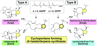 Graphical abstract: Cyclopentane-forming di/sesterterpene synthases: widely distributed enzymes in bacteria, fungi, and plants