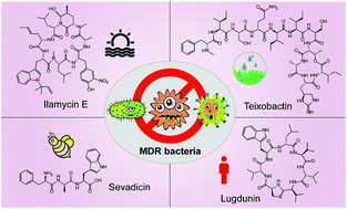 Graphical abstract: Nonribosomal antibacterial peptides that target multidrug-resistant bacteria