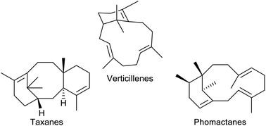 Graphical abstract: The verticillenes. Pivotal intermediates in the biosynthesis of the taxanes and the phomactins