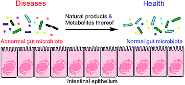 Graphical abstract: Interaction between gut microbiota and ethnomedicine constituents