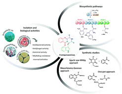 Graphical abstract: Chemistry of the fumiquinazolines and structurally related alkaloids