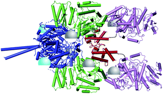 Graphical abstract: Protein–protein interactions in “cis-AT” polyketide synthases