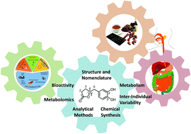 Graphical abstract: Phenyl-γ-valerolactones and phenylvaleric acids, the main colonic metabolites of flavan-3-ols: synthesis, analysis, bioavailability, and bioactivity
