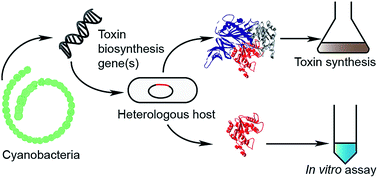 Graphical abstract: Heterologous expression and biochemical characterisation of cyanotoxin biosynthesis pathways