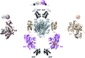 Graphical abstract: Protein–protein interactions in trans-AT polyketide synthases