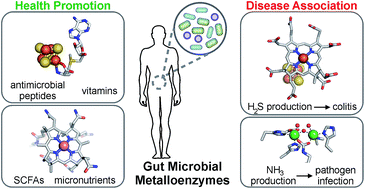 Graphical abstract: Metabolic functions of the human gut microbiota: the role of metalloenzymes