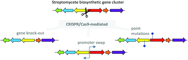 Graphical abstract: Editing streptomycete genomes in the CRISPR/Cas9 age