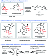 Graphical abstract: Recent advances in the synthesis of gem-dimethylcyclobutane natural products
