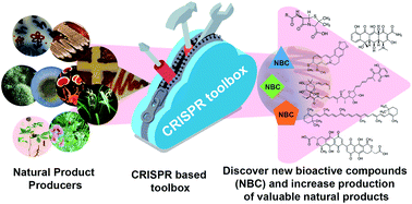 Graphical abstract: CRISPR/Cas-based genome engineering in natural product discovery