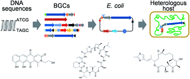 Graphical abstract: Heterologous expression of bacterial natural product biosynthetic pathways