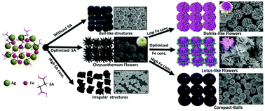 Graphical abstract: Hierarchically structured iron-doped silver (Ag–Fe) lotus flowers for an efficient oxygen reduction reaction