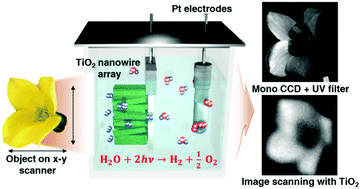 Graphical abstract: How do plants see the world? – UV imaging with a TiO2 nanowire array by artificial photosynthesis