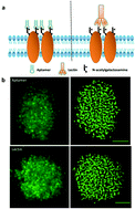 Graphical abstract: Aptamer-recognized carbohydrates on the cell membrane revealed by super-resolution microscopy
