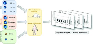 Graphical abstract: Interspecies differences in the cytochrome P450 activity of hepatocytes exposed to PLGA and silica nanoparticles: an in vitro and in vivo investigation