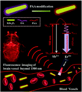 Graphical abstract: A high performance Sc-based nanoprobe for through-skull fluorescence imaging of brain vessels beyond 1500 nm