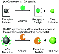 Graphical abstract: Optical sensing at the nanobiointerface of metal ion–optically-active nanocrystals