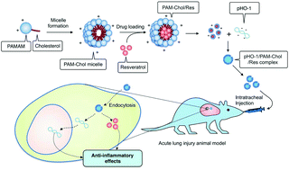 Graphical abstract: Self-assembled polymeric micelles for combined delivery of anti-inflammatory gene and drug to the lungs by inhalation