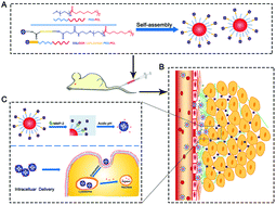 Graphical abstract: A size switchable nanoplatform for targeting the tumor microenvironment and deep tumor penetration
