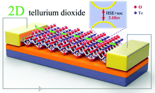 Graphical abstract: Ultrathin tellurium dioxide: emerging direct bandgap semiconductor with high-mobility transport anisotropy
