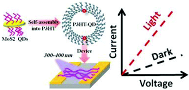Graphical abstract: Exceptional photoconductivity of poly(3-hexylthiophene) fibers through in situ encapsulation of molybdenum disulfide quantum dots