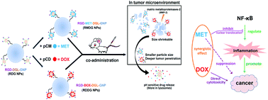 Graphical abstract: A size-shrinkable nanoparticle-based combined anti-tumor and anti-inflammatory strategy for enhanced cancer therapy