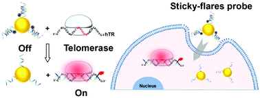 Graphical abstract: Sticky-flares for in situ monitoring of human telomerase RNA in living cells