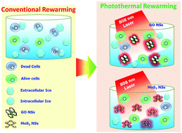 Graphical abstract: Near-infrared laser mediated modulation of ice crystallization by two-dimensional nanosheets enables high-survival recovery of biological cells from cryogenic temperatures
