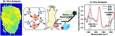 Graphical abstract: Diagnosis of immunomarkers in vivo via multiplexed surface enhanced Raman spectroscopy with gold nanostars