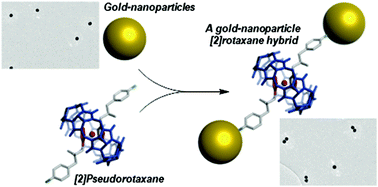 Graphical abstract: A gold-nanoparticle stoppered [2]rotaxane