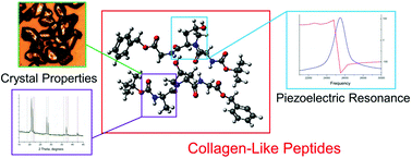Graphical abstract: Deconstructing collagen piezoelectricity using alanine-hydroxyproline-glycine building blocks