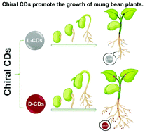 Graphical abstract: One-step hydrothermal synthesis of chiral carbon dots and their effects on mung bean plant growth