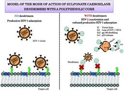 Graphical abstract: Sulfonate-ended carbosilane dendrimers with a flexible scaffold cause inactivation of HIV-1 virions and gp120 shedding