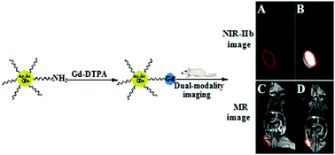 Graphical abstract: Gd-DTPA-coupled Ag2Se quantum dots for dual-modality magnetic resonance imaging and fluorescence imaging in the second near-infrared window