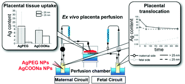 Graphical abstract: Translocation of silver nanoparticles in the ex vivo human placenta perfusion model characterized by single particle ICP-MS